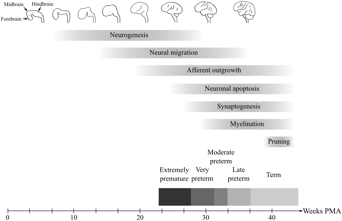 Overview of human brain development