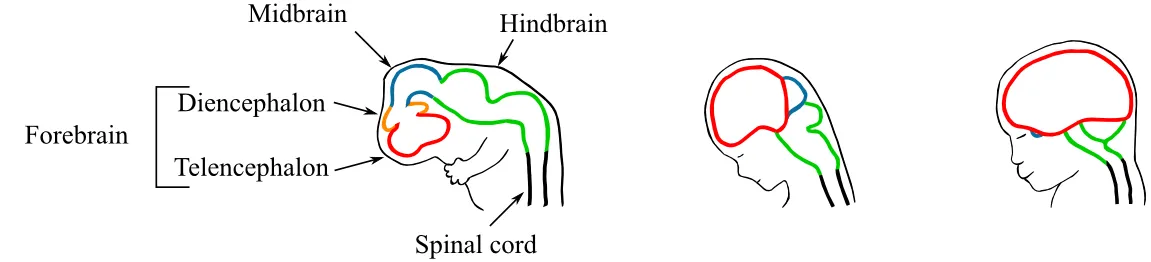 Early brain division and development